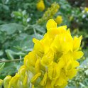 Cytisus battandierii fleur